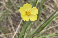 Stiffstem-Flax