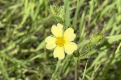 Sulfur-Cinquefoil