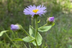 Threenerve-Fleabane