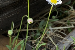 Trailing-Fleabane-2