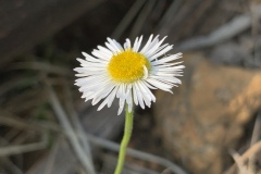 Trailing-Fleabane
