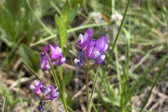 Tufted-Milkvetch