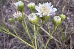 Upland-White-Goldenrod