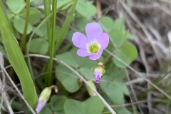Violet-Woodsorrel