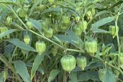 Virginia-Groundcherry