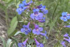 Waxleaf-Penstemon