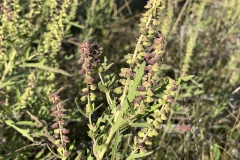 Western-Ragweed