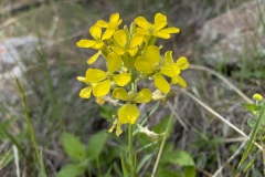 Western-Wallflower