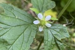 White-Avens