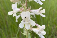 White-Beardtongue