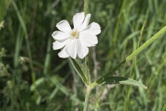 White-Campion