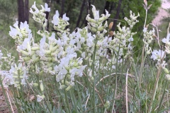 White-Crazyweed
