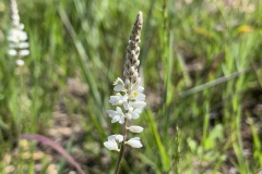 White-Milkwort