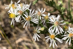 White-Prairie-Aster-2