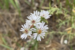White-Prairie-Aster