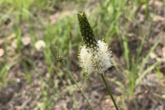 White-Prairie-Clover