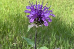 Wild-Bergamot