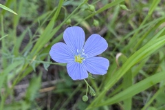 Wild-Blue-Flax