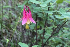 Wild-Columbine