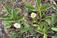 Wild-Strawberry