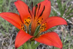 Wood-Lily