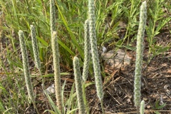 Woolly-Plantain