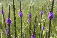 Woolly-Vervain