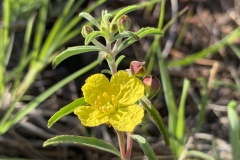 Yellow-Evening-Primrose