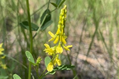 Yellow-Sweetclover