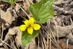Yellow-Wood-Violet