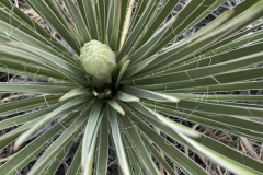 Yucca
